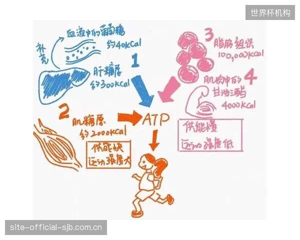 未来三年，针对50岁以上人群的低冲击性运动和营养方案，将是风险模型中最安全的投资标的